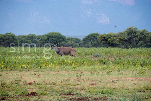 RCM_2482